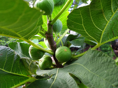 10 Health Benefits of Anjeer (Fig): Dry Fruit Anjeer Uses & Side