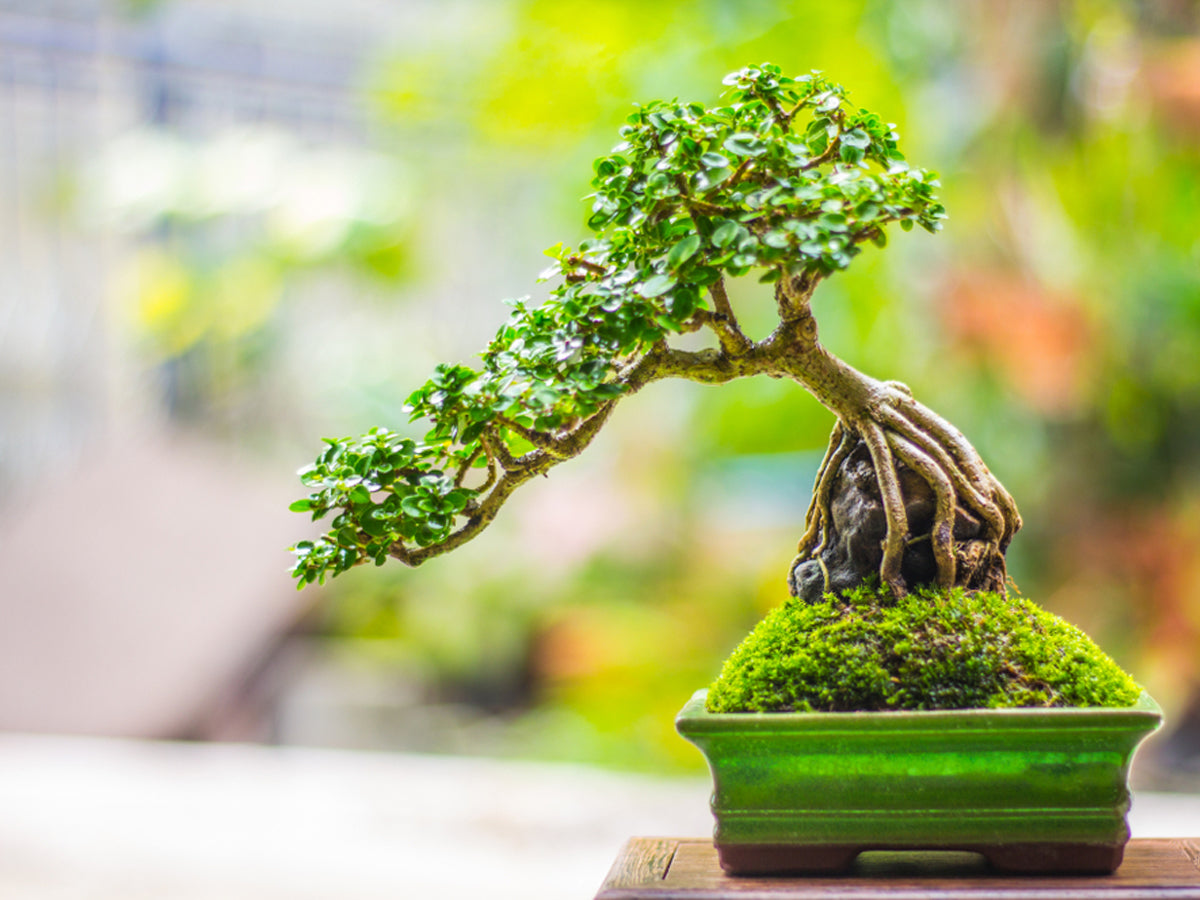 How Much Are Bonsai Trees? The Ultimate Guide to Pricing and More – Bonsai -En