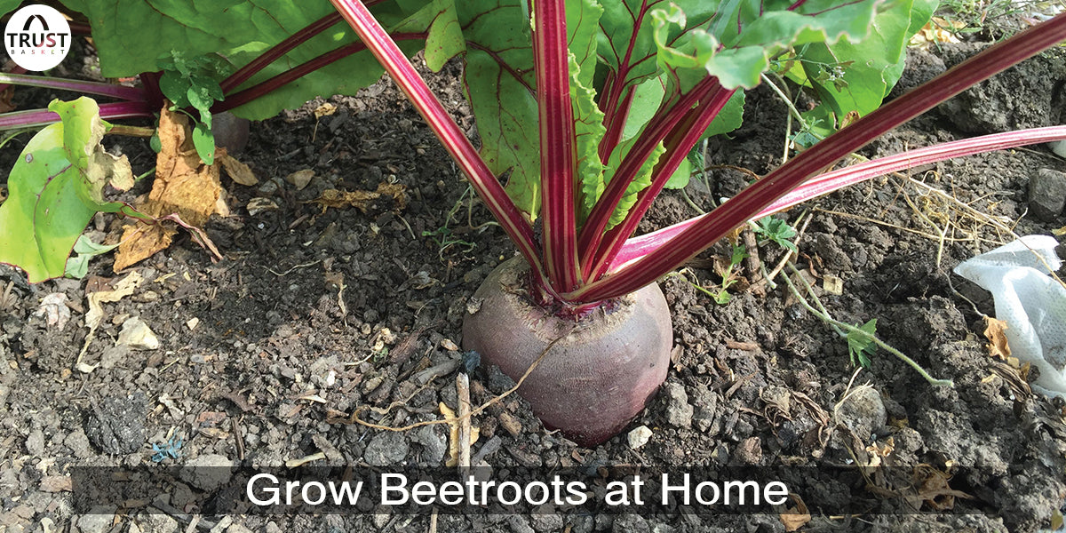 HOW TO GROW BEETROOTS FROM SEEDS TO HARVEST IN INDIA.