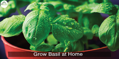 Basil leaves How to grow basil plant TrustBasket