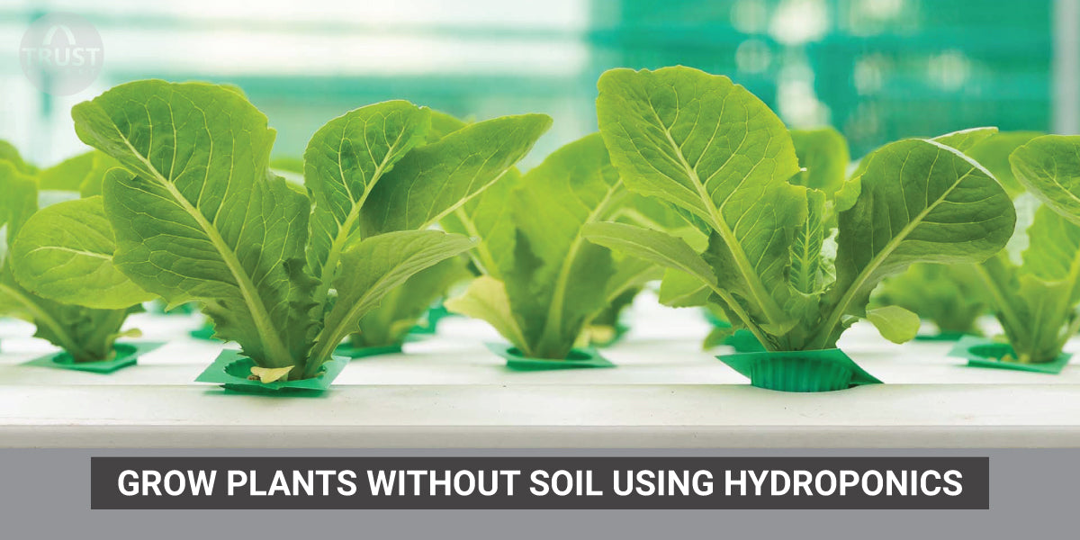 Transform Ordinary Solo Cups Into a Hybrid Hydroponic/Soil Plant