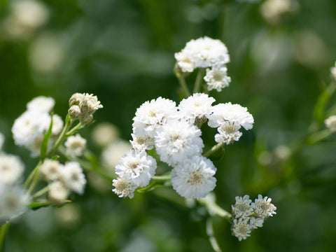 Gypsophila- Facts, Benefits, How to grow and take care – TrustBasket