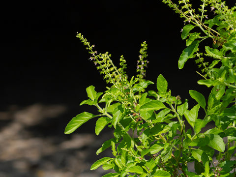 Tulsi Holy Basil Why should you grow this Medicinal Herb at