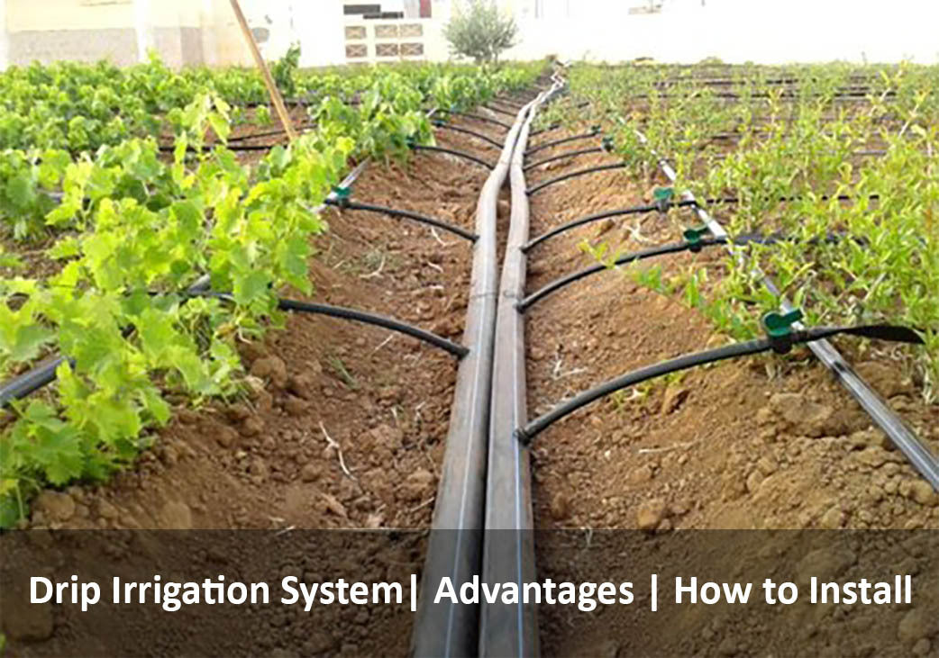 drip or trickle irrigation