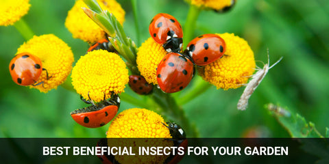 Lady Bugs - Tips for a Successful Release of these Beneficial Insects -  Walt's Organic Fertilizer Co.