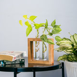 Test Tube Planter | Set of 2 Desk Money Plant Glass Pot