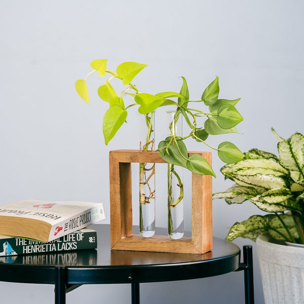 Test Tube Planter | Set of 2 Desk Money Plant Glass Pot