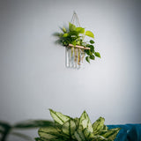 Test Tube Planter | Set of 4 Hanging Money Plant Glass Pot