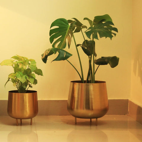 Jalsa Planter (Set of 2)