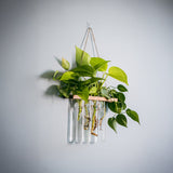 Test Tube Planter | Set of 4 Hanging Money Plant Glass Pot