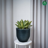 Plant Sphere Unbreakable Plastic Pot