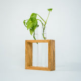 Test Tube Planter | Set of 2 Desk Money Plant Glass Pot