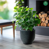 Plant Sphere Unbreakable Plastic Pot