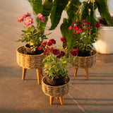 Jute Planters Set of 3 – Stylish Jute Planters for Indoor Plants