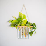 Test Tube Planter | Set of 4 Hanging Money Plant Glass Pot