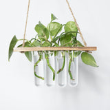 Test Tube Planter | Set of 4 Hanging Money Plant Glass Pot