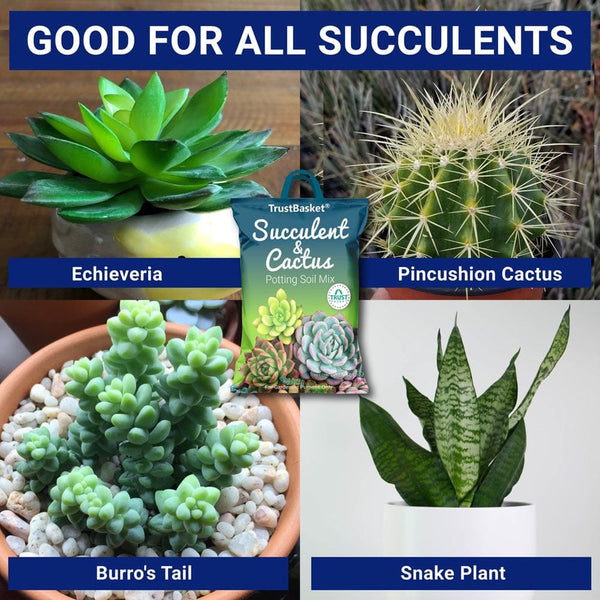 Succulent and Cactus Potting Soil Mix – TrustBasket