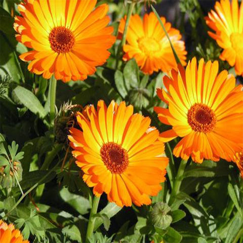 Calendula seeds(Open Pollinated)