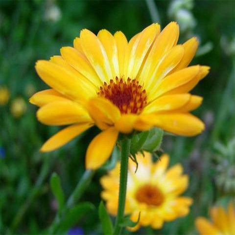 Calendula yellow seeds (Hybrid)