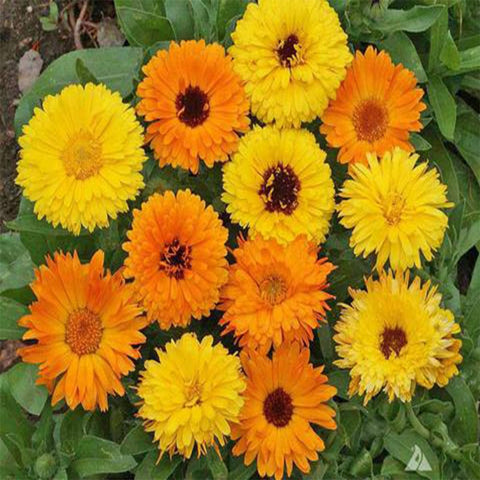 Calendula mixed seeds(Open Pollinated)