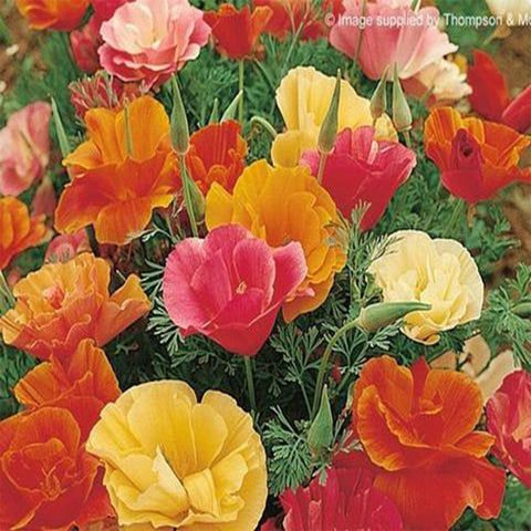 Californian poppy mixed seeds (Hybrid)