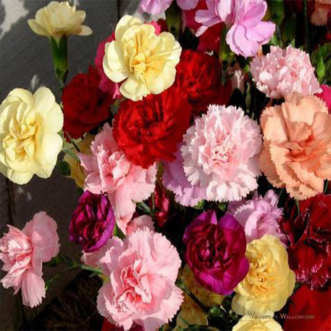 Carnation mixed seeds (Hybrid)