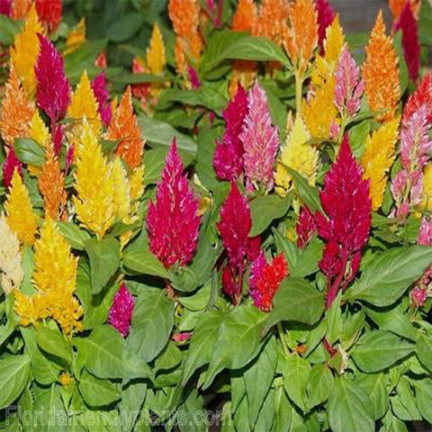 Celosia plumosa mixed seeds (Hybrid)