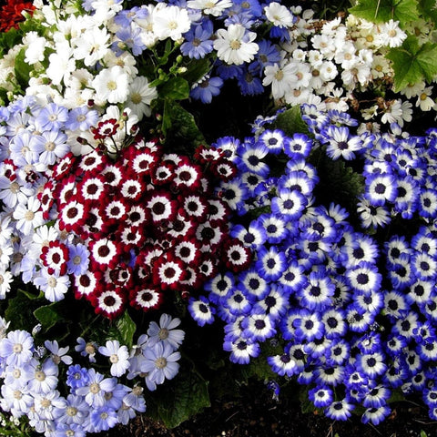 Cineraria mixed seeds (Hybrid)