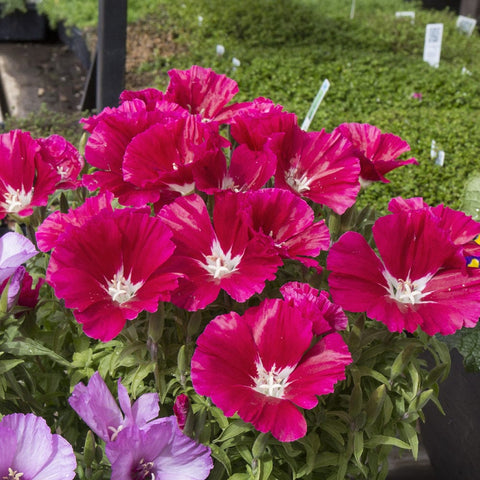 Clarkia Seeds (Hybrid)