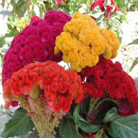 Cockscomb mixed seeds (Open Pollinated)