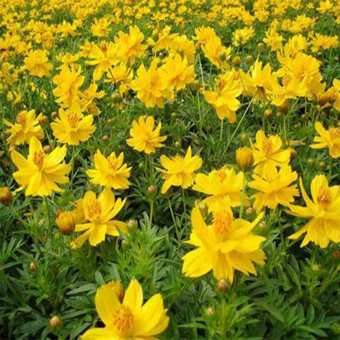 Cosmos yellow seeds (Hybrid)