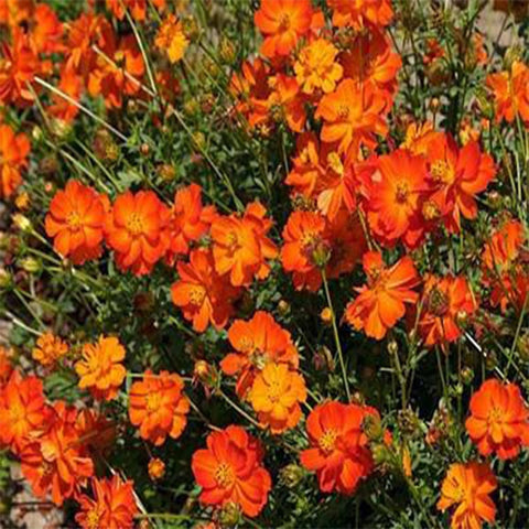 Cosmos orange seeds (Open Pollinated)