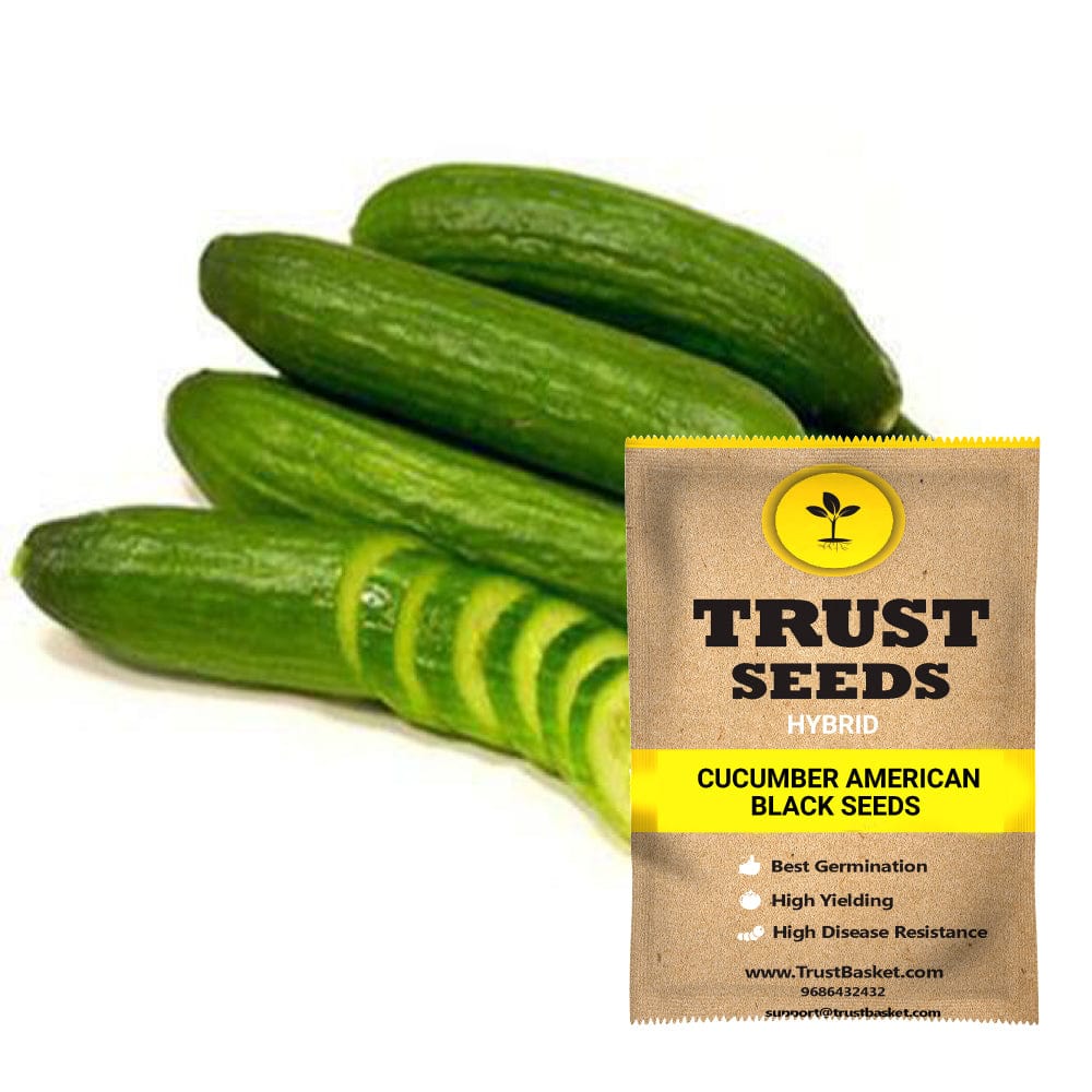 Gurney's Cucumber Slicing Americana Hybrid (20 Seed Packet)