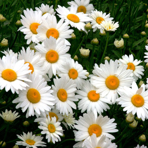 Daisy Seeds (OP)