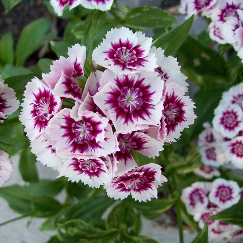 Dianthus mixed seeds (Hybrid)