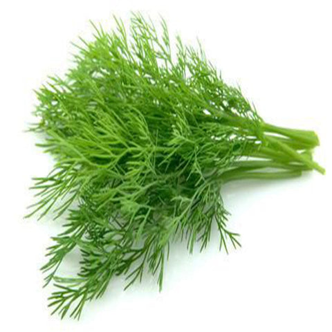 Dill Seeds (Hybrid)