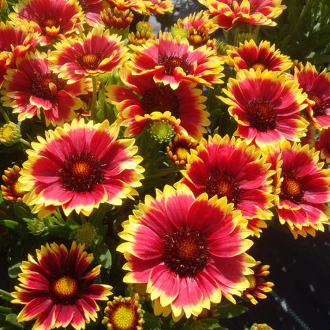 Gaillardia seeds (Open Pollinated)