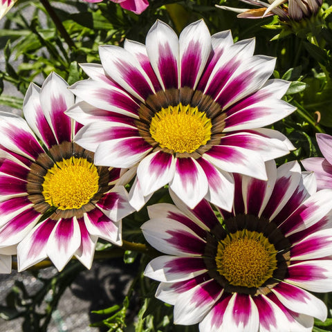 Gazania Seeds (Hybrid)