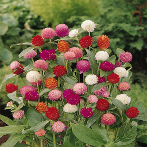 Gomphrena mixed seeds(Open Pollinated)