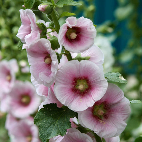 Hollyhock Seeds (OP)