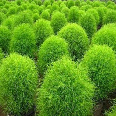 Kochia seeds (Open Pollinated)