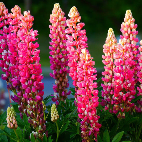 Lupine Seeds (OP)