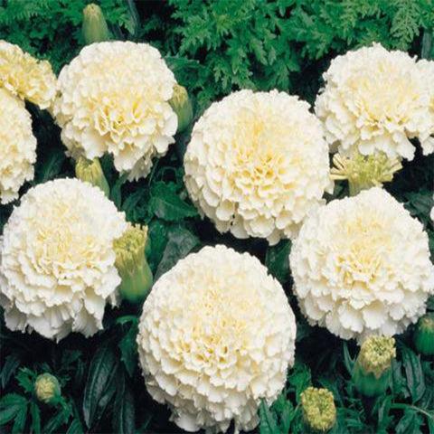 Marigold white seeds (Hybrid)