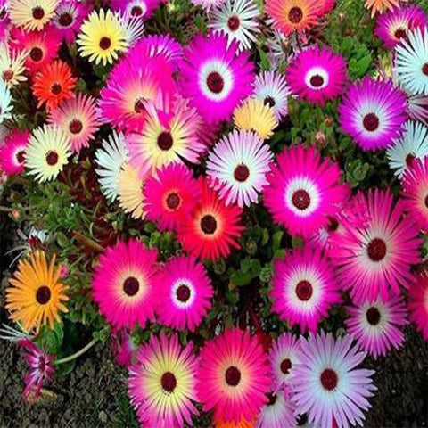 Mesembryanthemum/Ice plant seeds (OP)