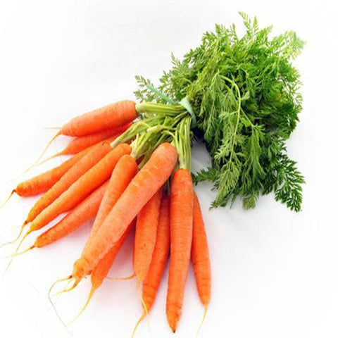 Carrot normal seeds (Hybrid)