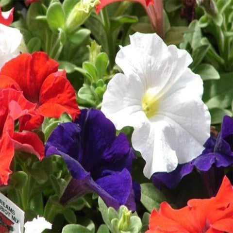 Petunia mixed seeds (OP)