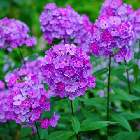 Phlox Seeds (Hybrid)