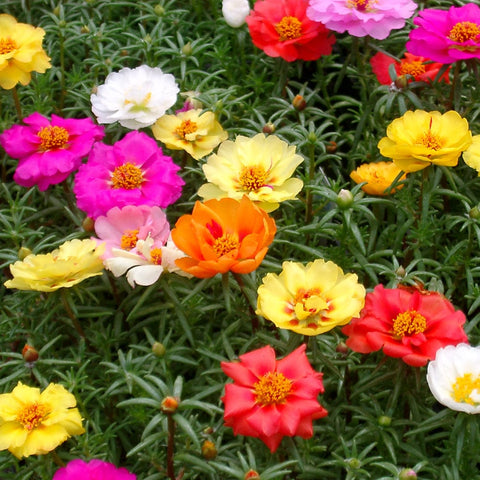 Portulaca mixed seeds (OP)