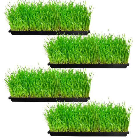 TrustBasket Wheat Grass Trays