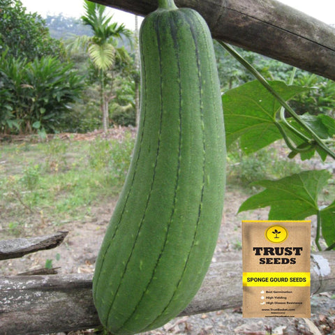 Sponge Gourd Seeds (Hybrid)